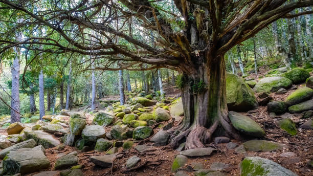 Découvrez les Secrets de la Longévité Méditerranéenne - Lundigo