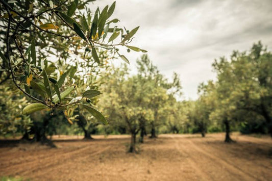 Le Rôle Inestimable de l'Huile d'Olive dans une Alimentation Équilibrée - Lundigo