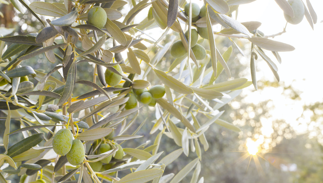 L’huile d’olive : les bienfaits de la Méditerranée 